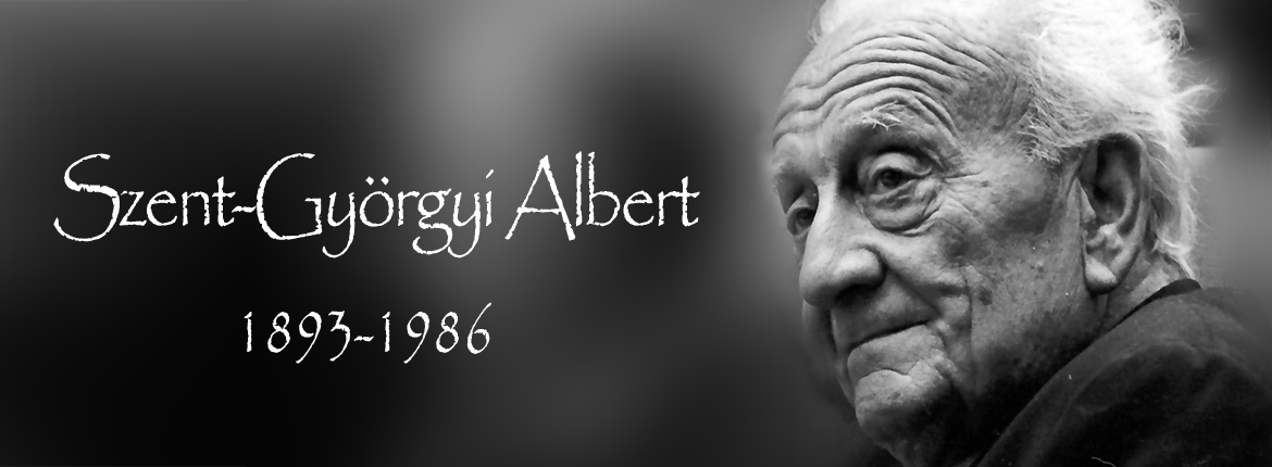 Szent-Gyorgyi_Albert_image-175_foto-Kerenyi_Laszlo_SZTE-FOK_kezdo