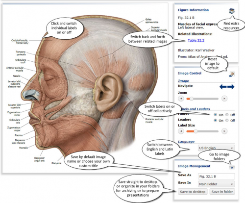 Thieme_Anatomy