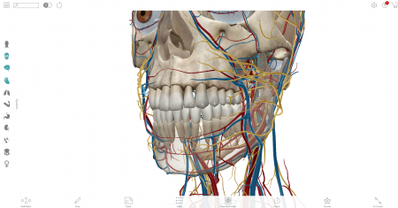 Visible_Body_-_Teeth_Blood_Supply