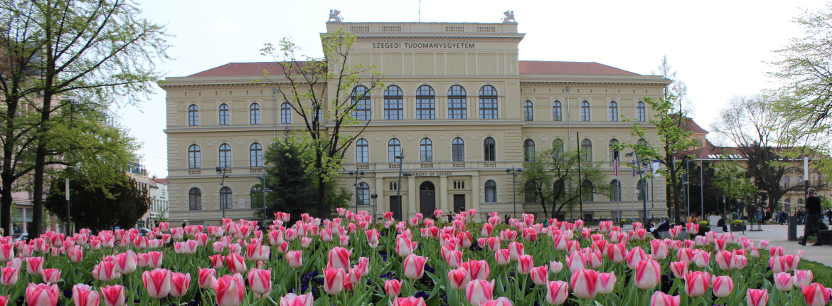 szte_rh_tulipan1