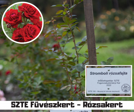 SZTE_Rozsa